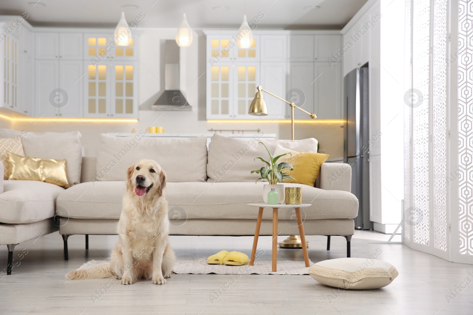 Photo of Modern living room interior. Cute Golden Labrador Retriever on floor near couch