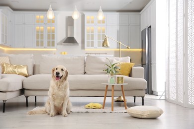 Modern living room interior. Cute Golden Labrador Retriever on floor near couch