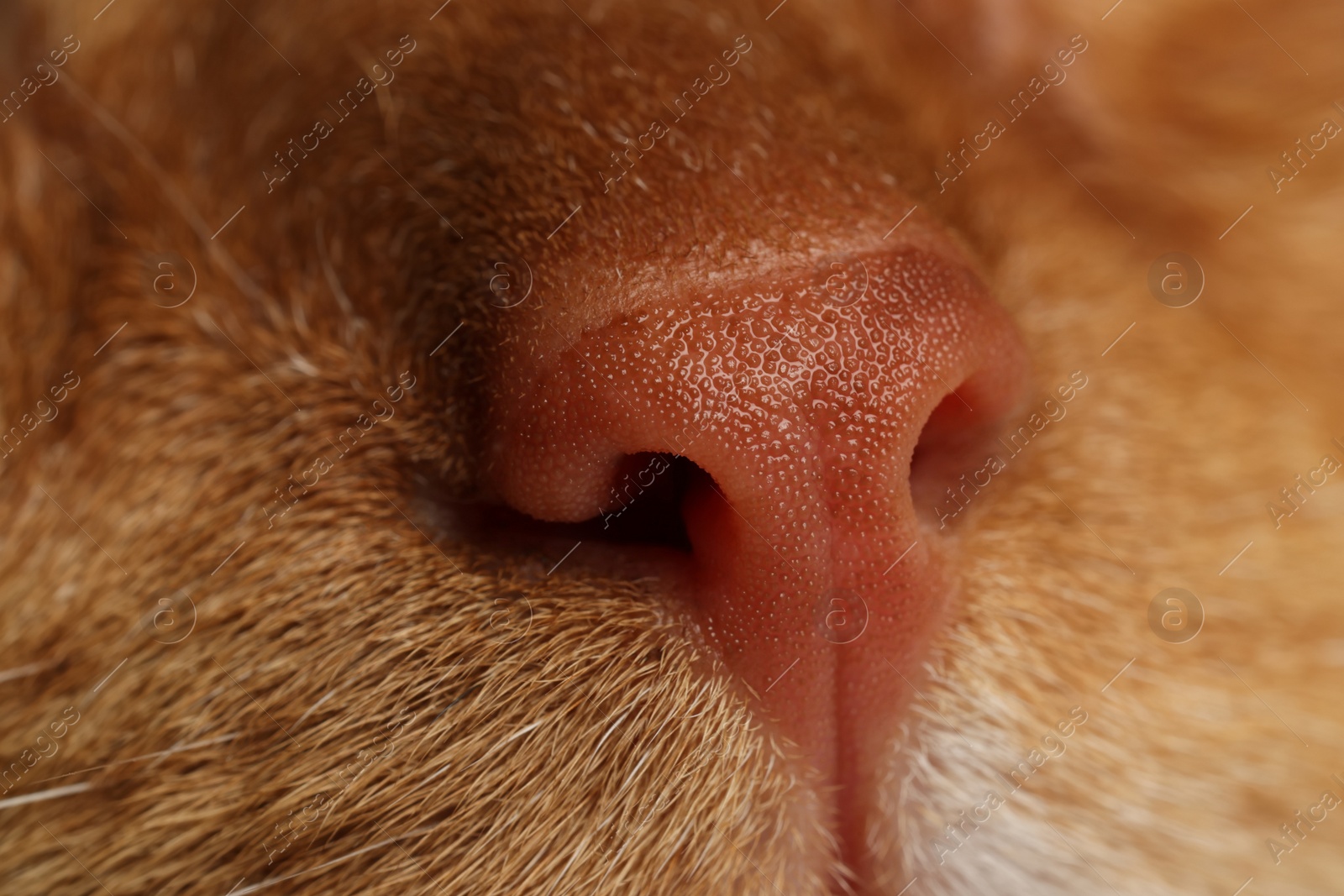 Photo of Cute ginger domesticated cat, macro view of nose