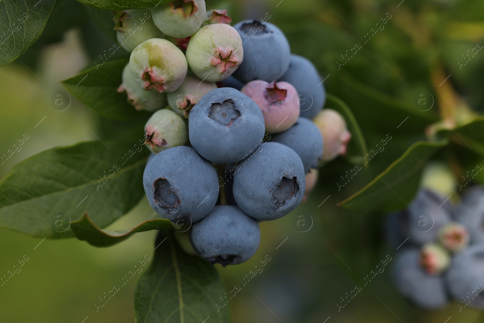 Photo of Wild blueberries growing outdoors, closeup. Seasonal berries