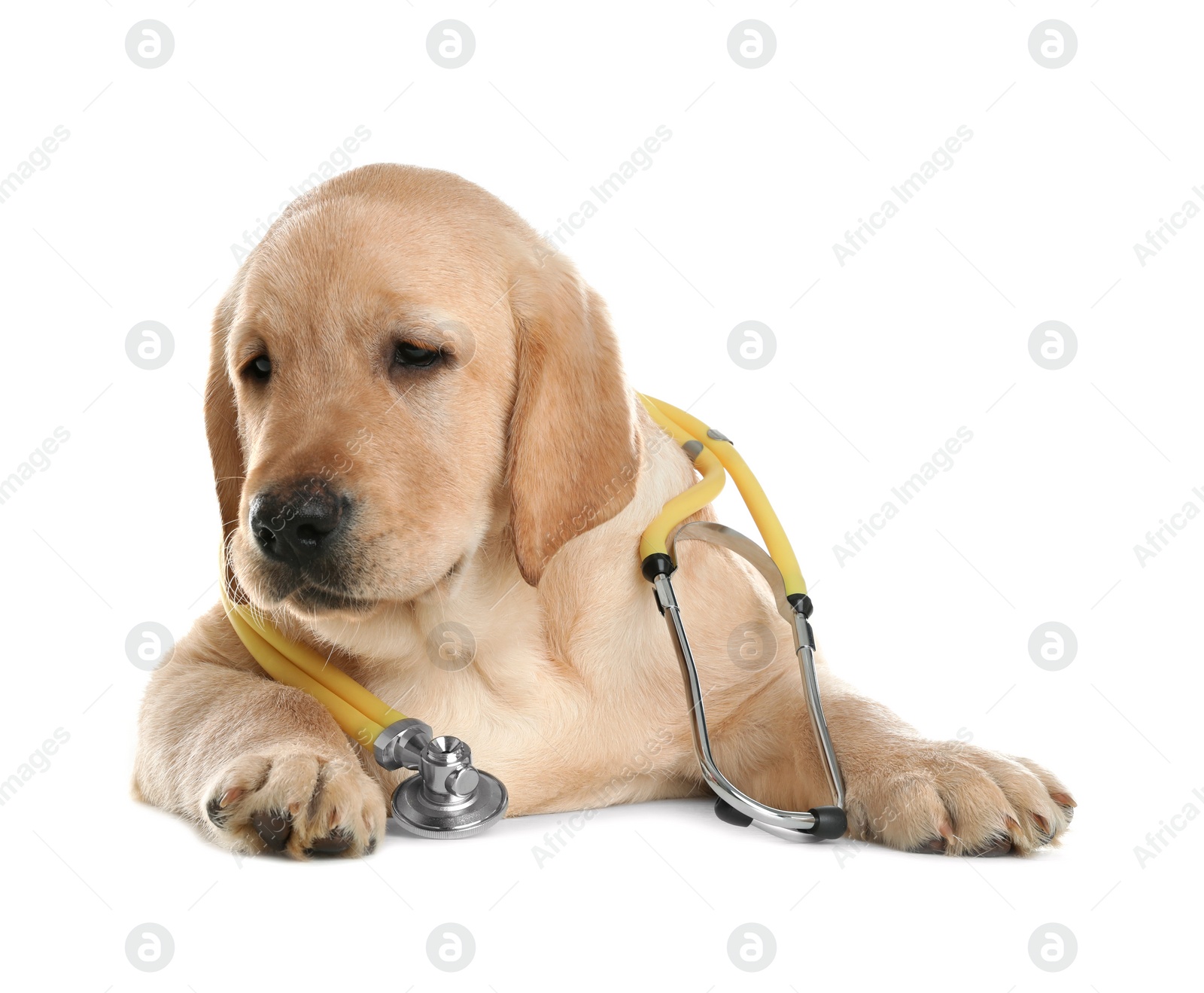 Photo of Cute little dog with stethoscope as veterinarian on white background