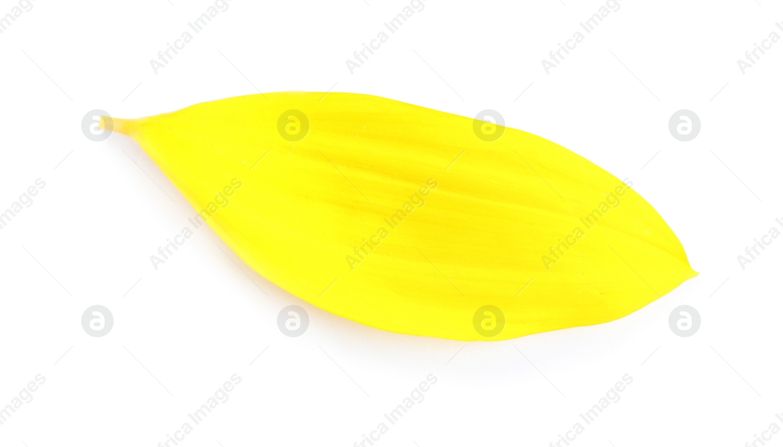 Photo of Fresh yellow sunflower petal isolated on white, top view