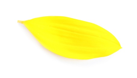 Photo of Fresh yellow sunflower petal isolated on white, top view