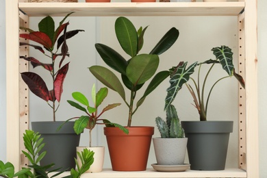Photo of Different home plants on shelf near light wall