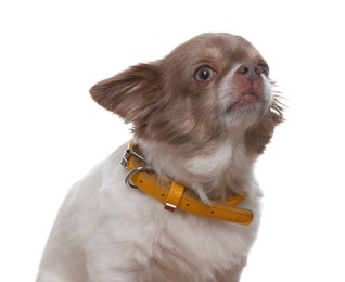 Photo of Adorable Chihuahua in dog collar on white background