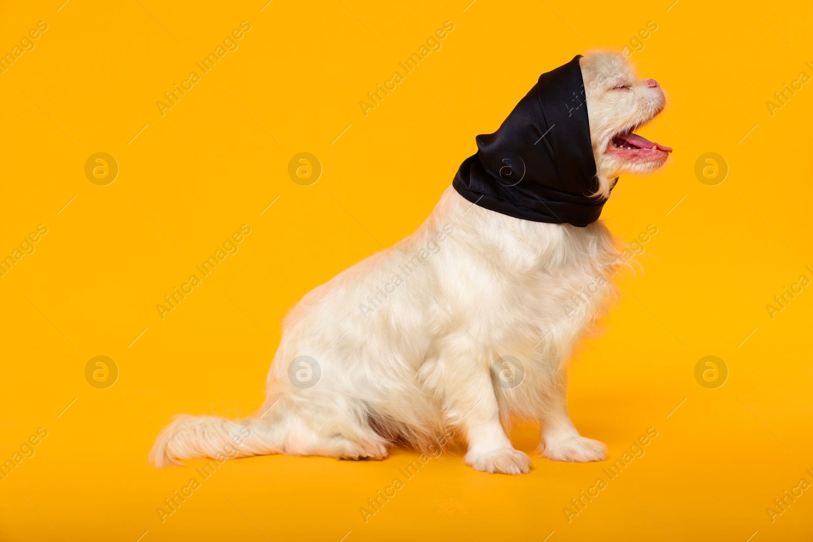 Photo of Cute Pekingese dog with bandana on yellow background