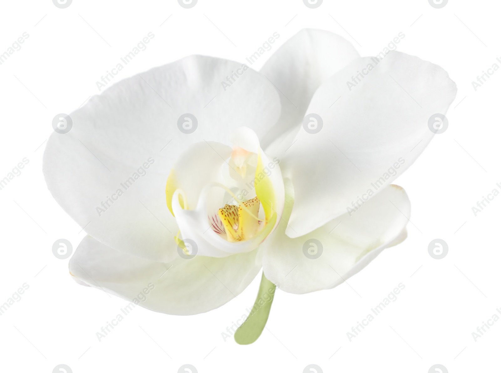 Photo of One beautiful orchid flower isolated on white