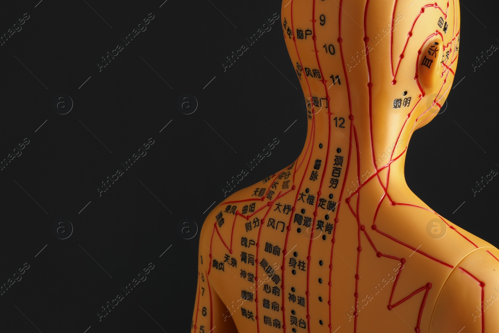 Photo of Acupuncture model. Mannequin with dots and lines on black background, space for text