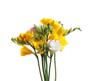 Photo of Beautiful colorful freesia flowers on white background