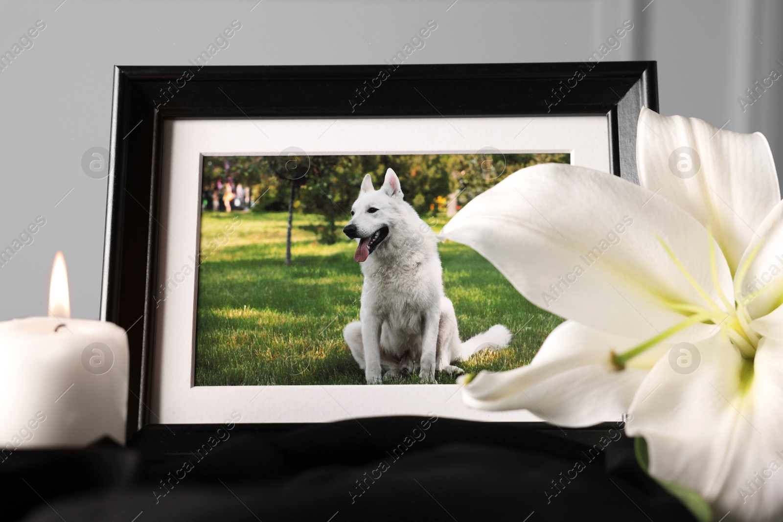 Photo of Frame with picture of dog, burning candle and lily flower on black cloth, closeup. Pet funeral