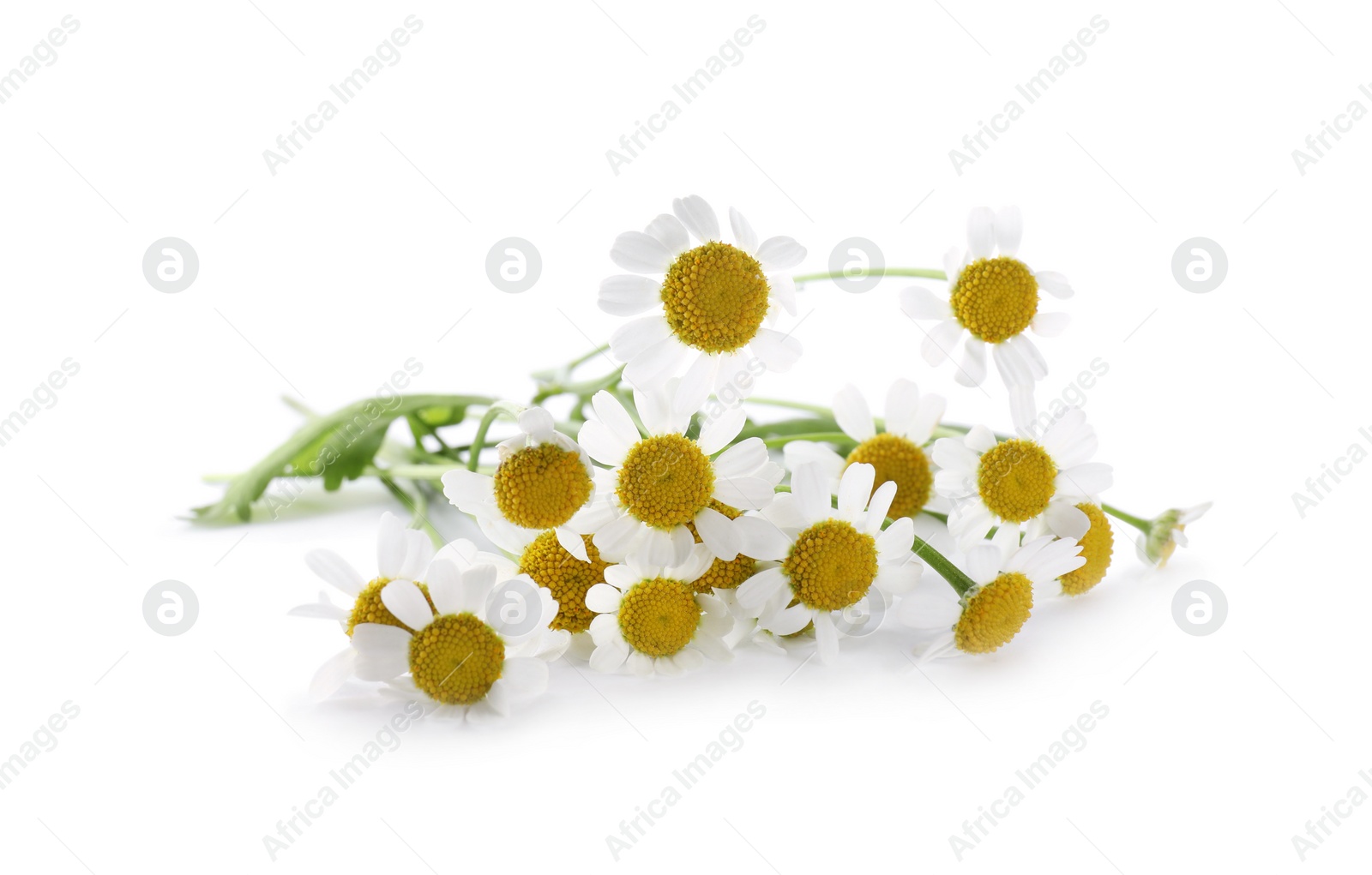 Photo of Bunch of beautiful chamomile flowers on white background