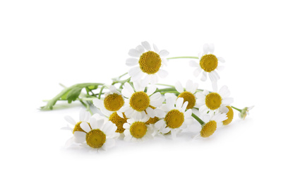 Bunch of beautiful chamomile flowers on white background