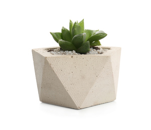 Photo of Succulent plant in concrete pot isolated on white