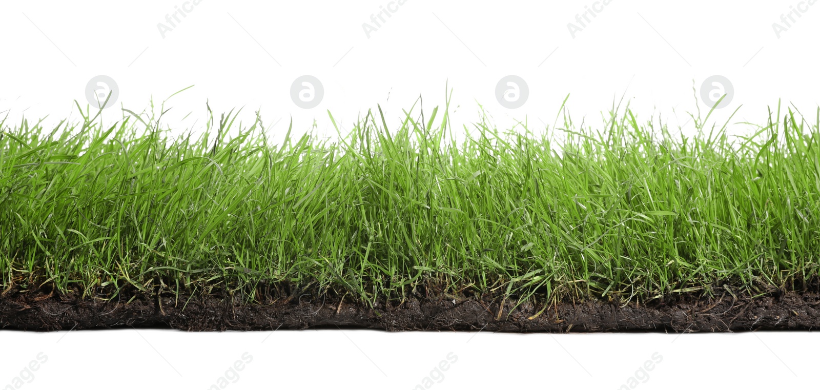 Photo of Soil with lush green grass on white background