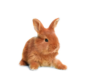 Image of Adorable fluffy Easter bunny on white background