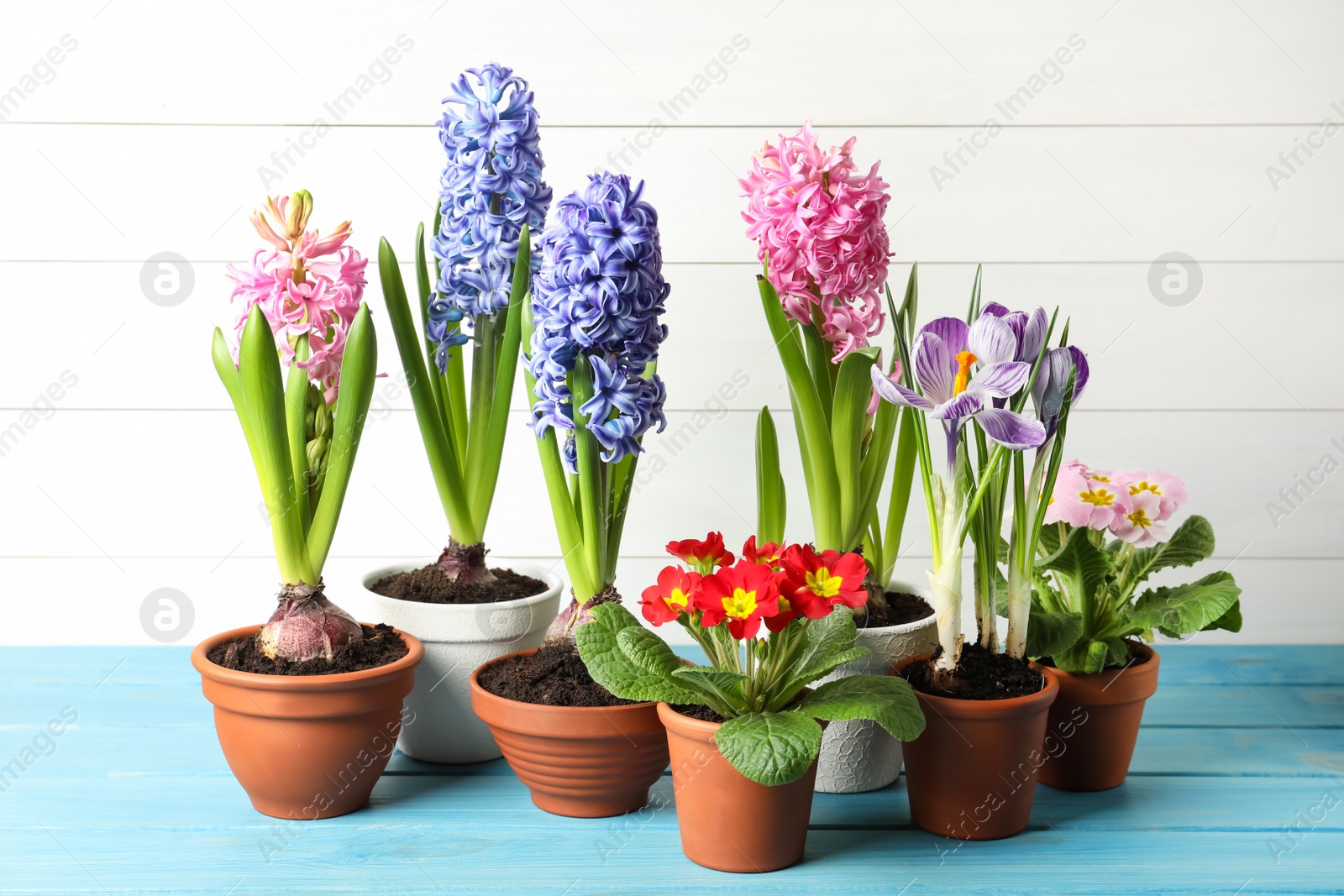 Photo of Different beautiful potted flowers on light blue wooden table