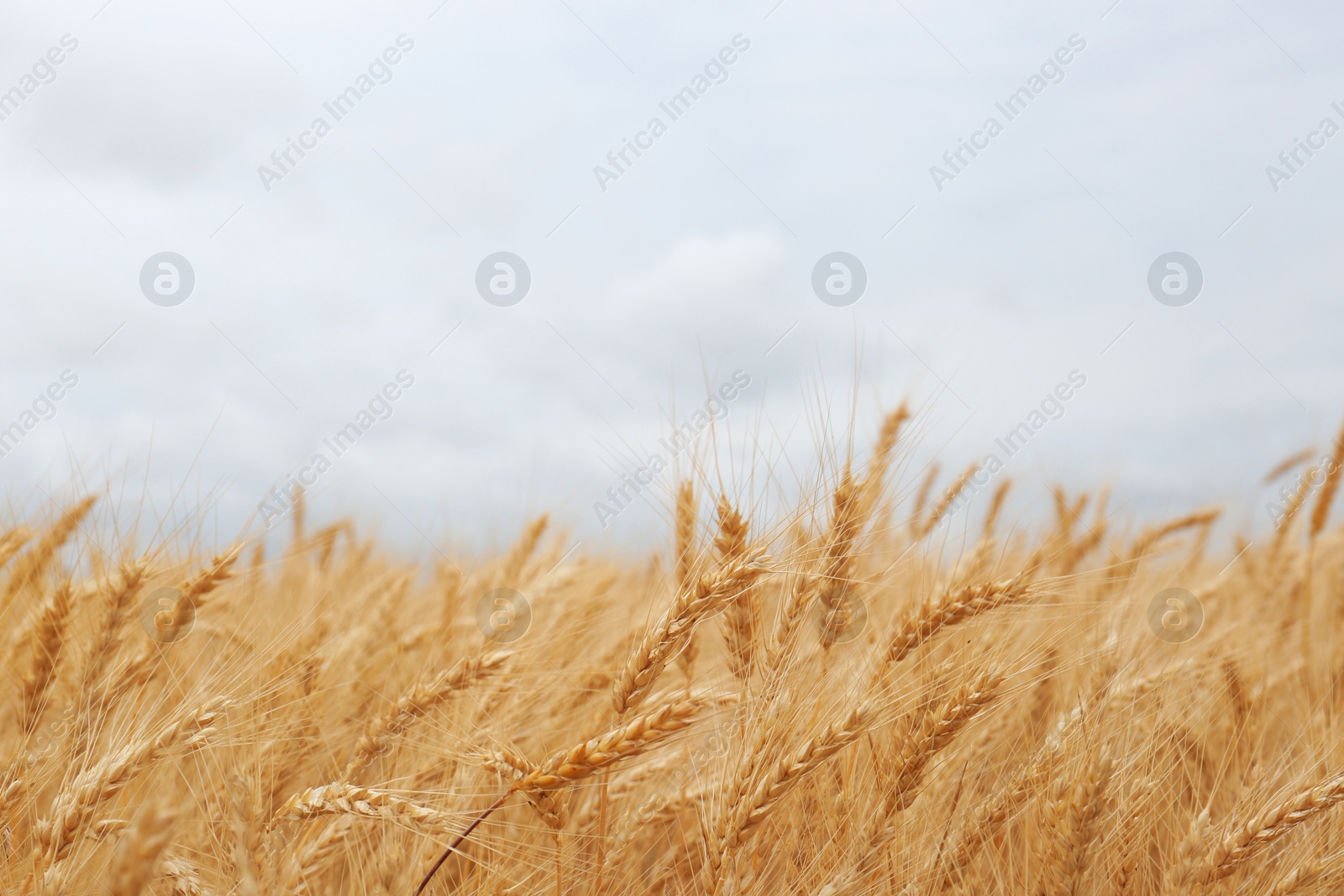 Photo of Beautiful agricultural field with ripe wheat crop on cloudy day