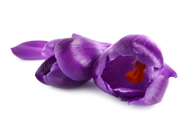 Beautiful spring crocus flowers on white background