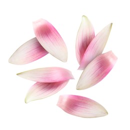 Image of Pink lotus flower petals falling on white background