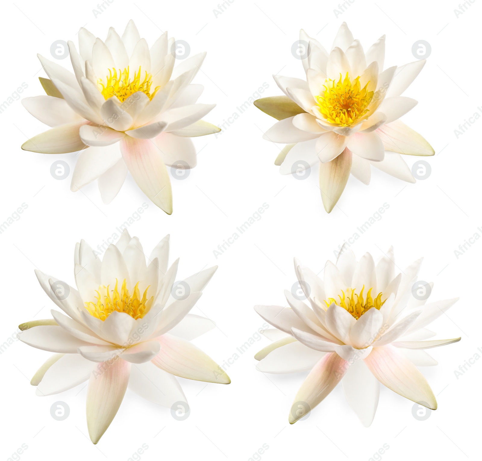 Image of Set of beautiful lotus flowers isolated on white