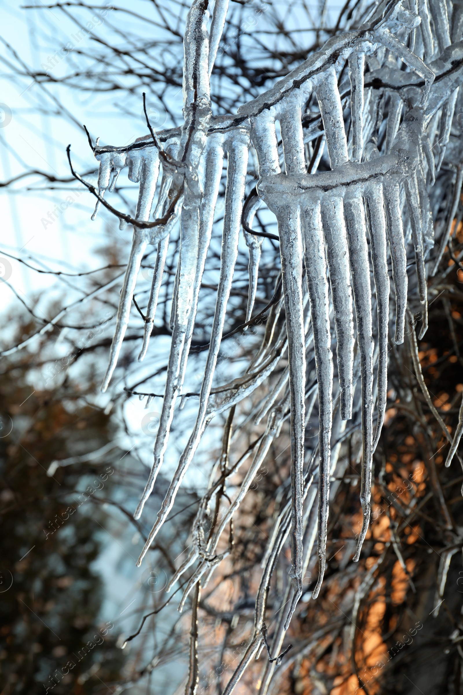 Photo of Tree branches covered with ice outdoors in winter, closeup