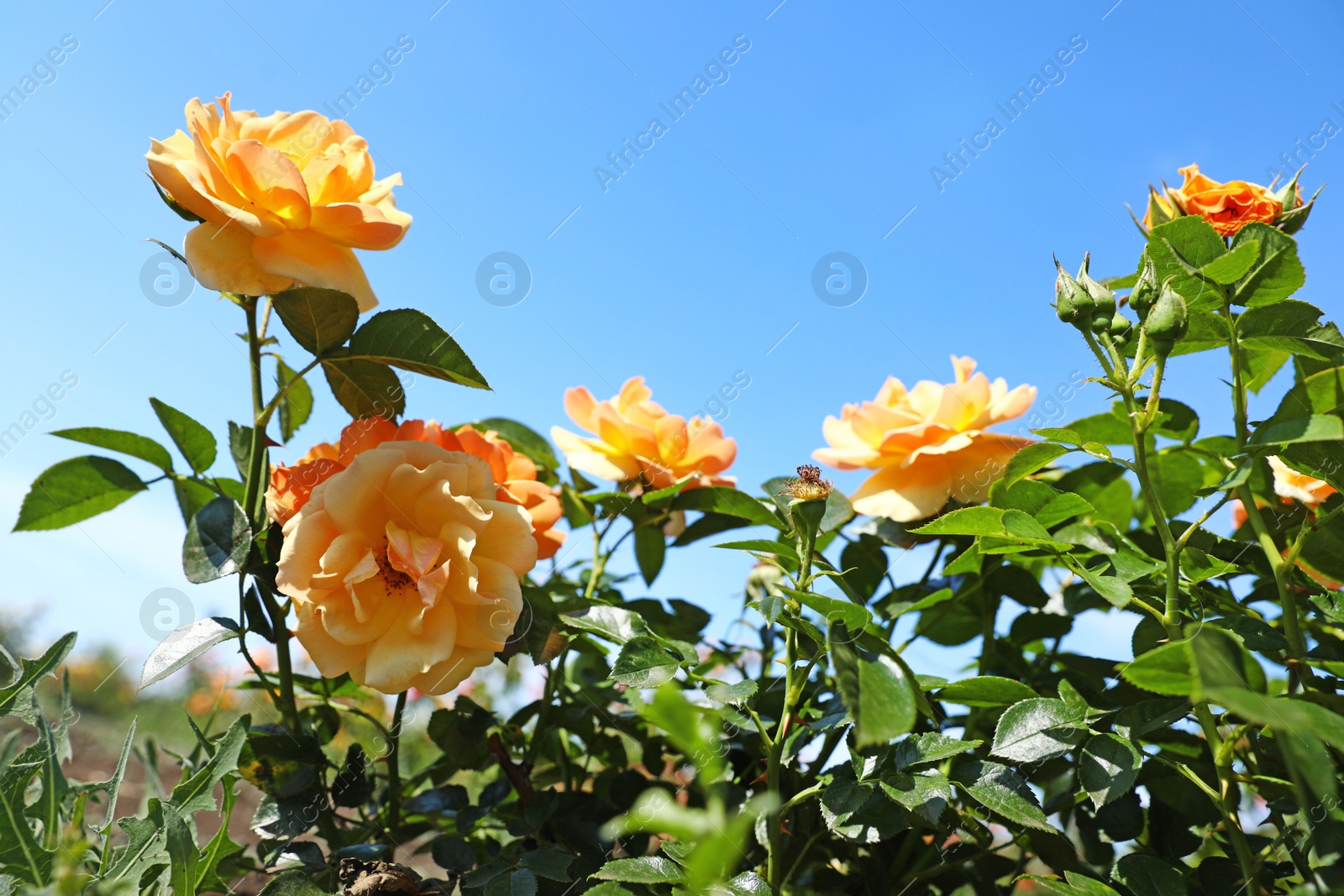 Photo of Green bush with beautiful roses in blooming garden on sunny day