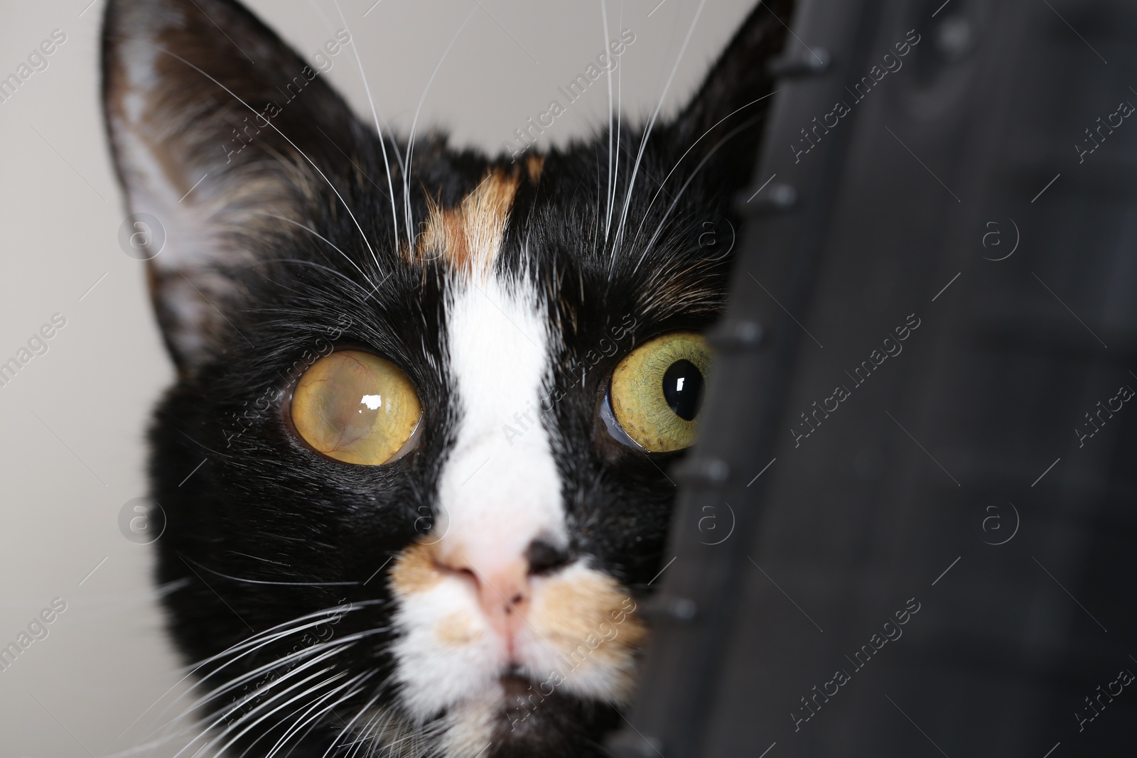 Photo of Cute cat with corneal opacity in eye on light grey background, closeup