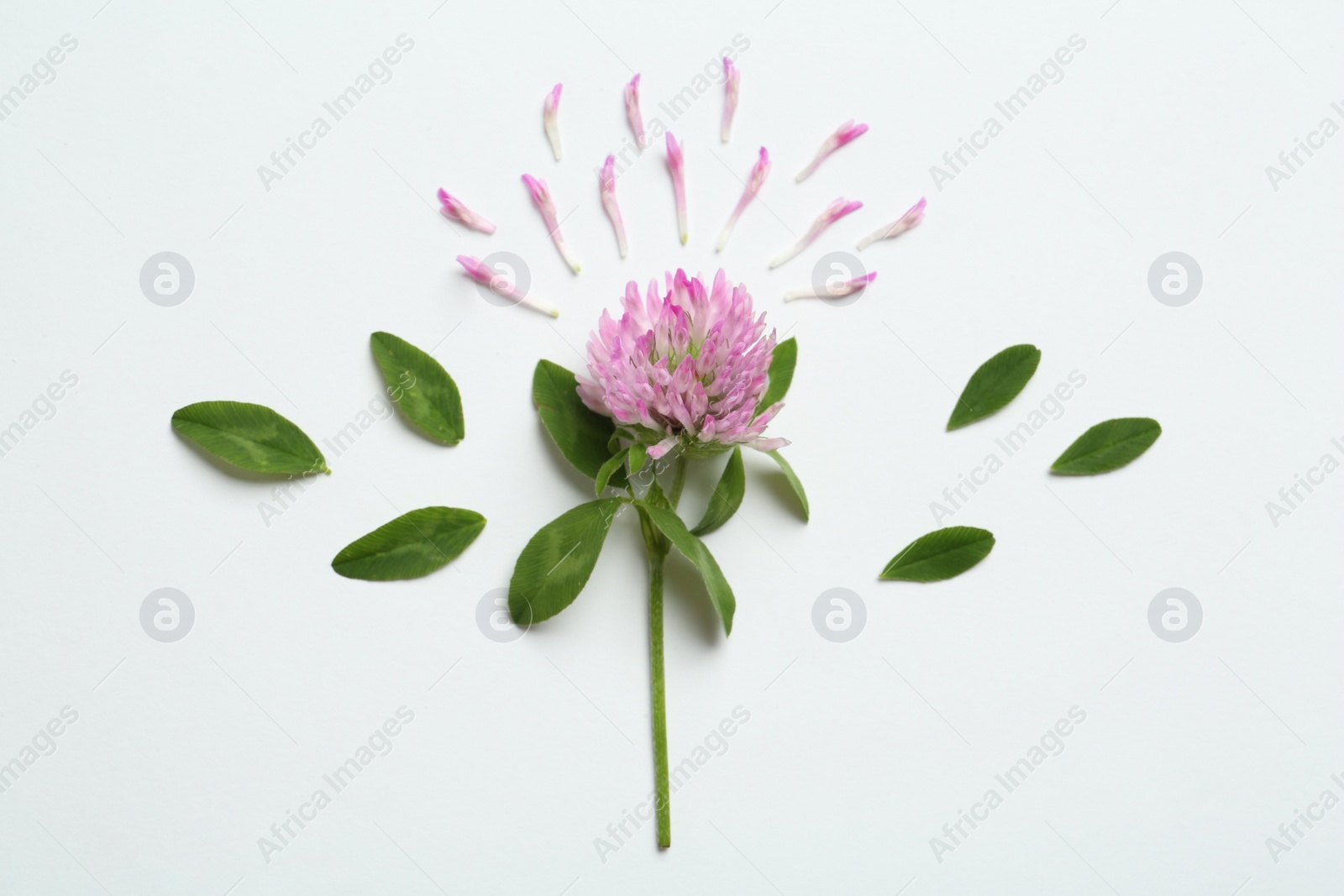 Photo of Composition with beautiful clover flower, petals and leaves on white background, top view