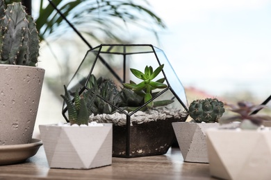 Different evergreen plants on shelf near window at home