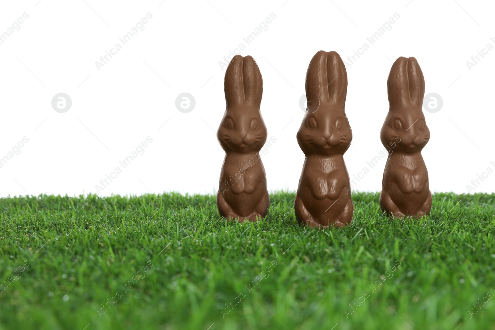 Photo of Chocolate bunnies on green grass against white background, space for text. Easter celebration