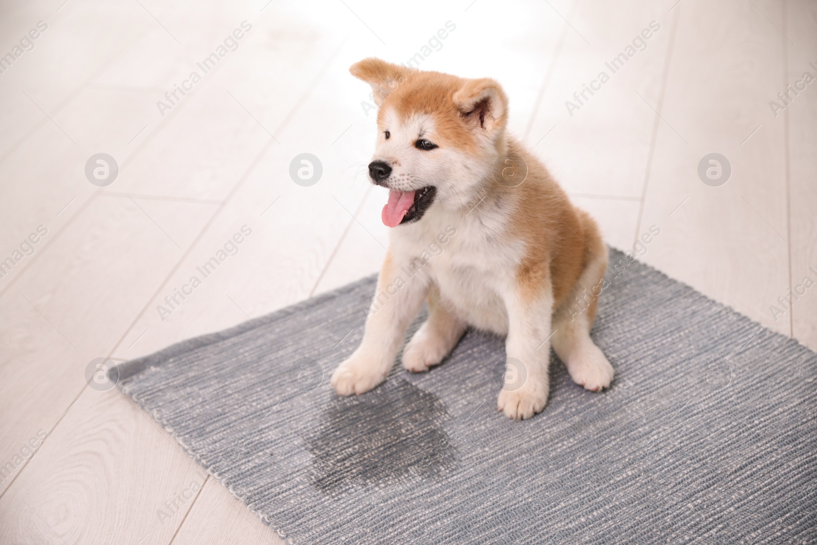 Photo of Adorable akita inu puppy near puddle on rug indoors