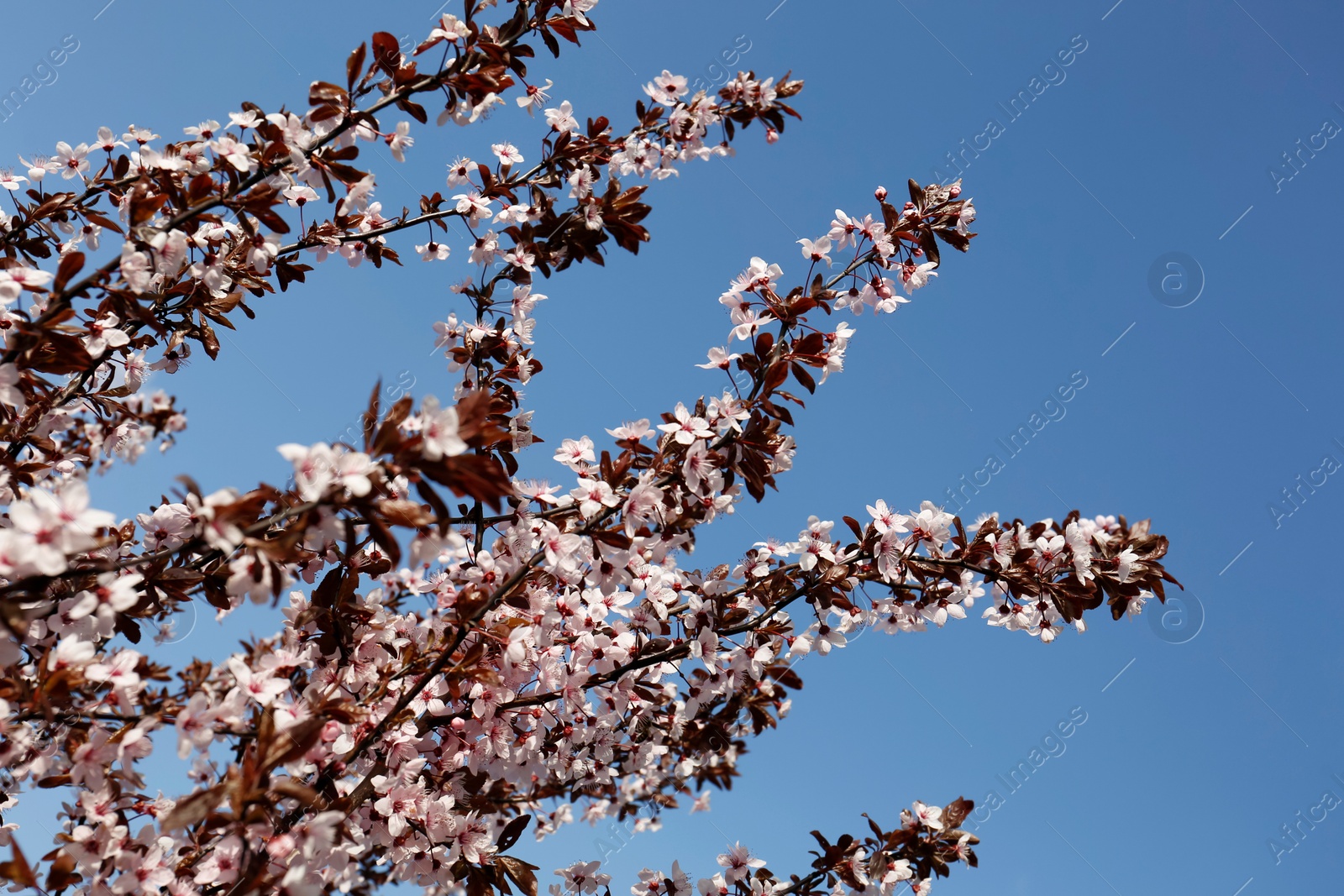 Photo of Branches of cherry tree with beautiful pink blossoms against blue sky, bottom view. Spring season