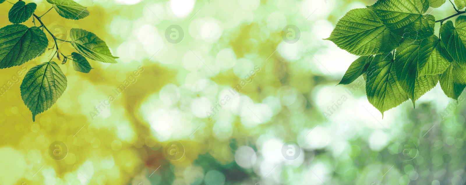 Image of Tree branches with green leaves on sunny day. Banner design