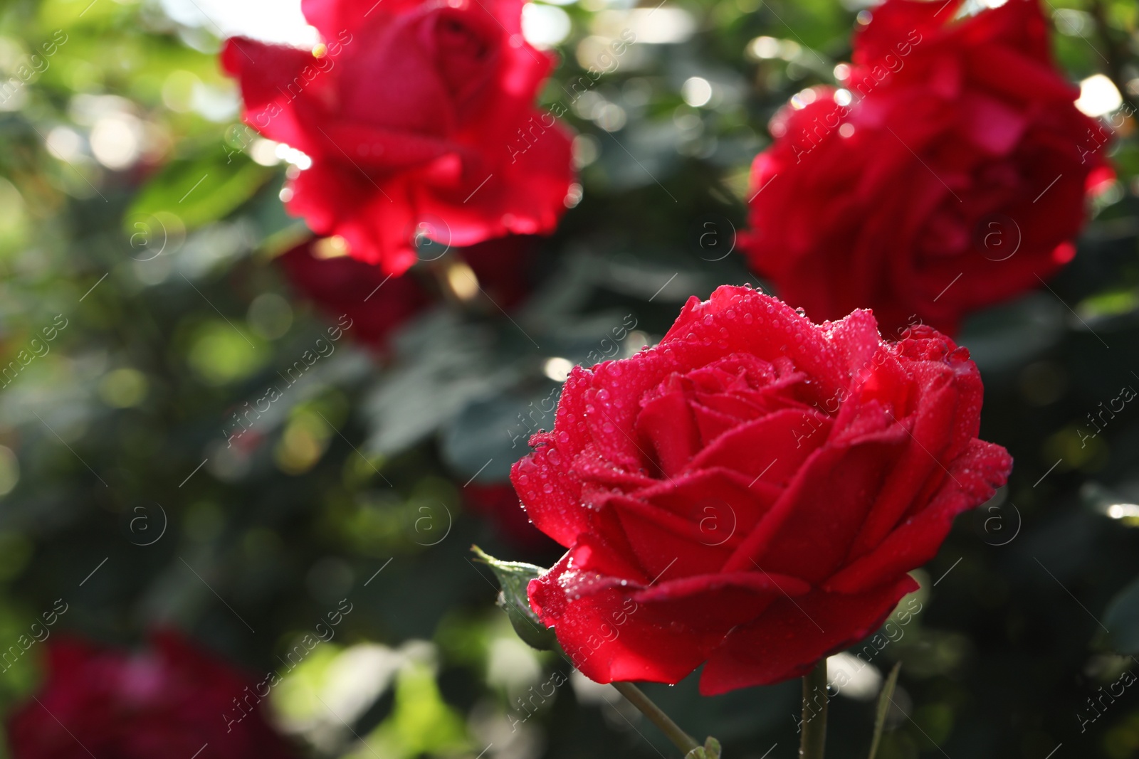 Photo of Beautiful blooming rose in garden on sunny day, space for text