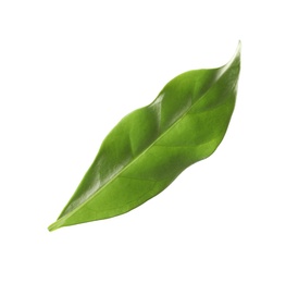 Photo of Fresh green coffee leaf isolated on white