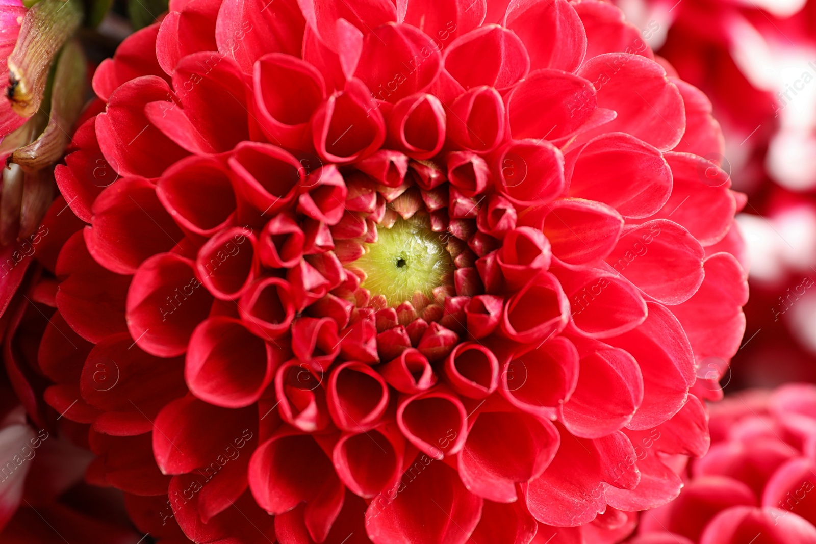 Photo of Beautiful red dahlia flower as background, closeup