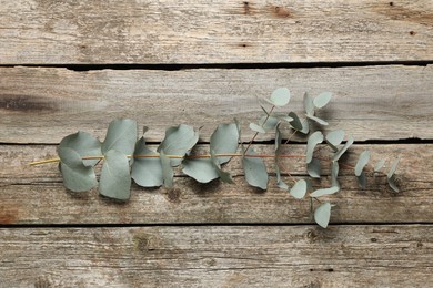 Photo of Eucalyptus branch with fresh green leaves on wooden table, top view