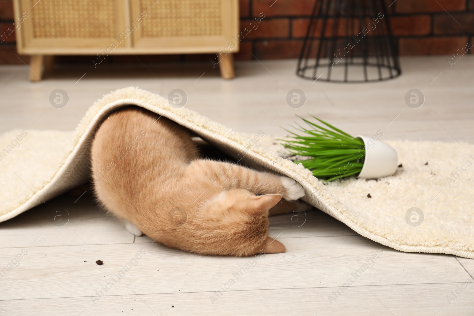 Photo of Cute ginger cat near overturned houseplant on carpet at home