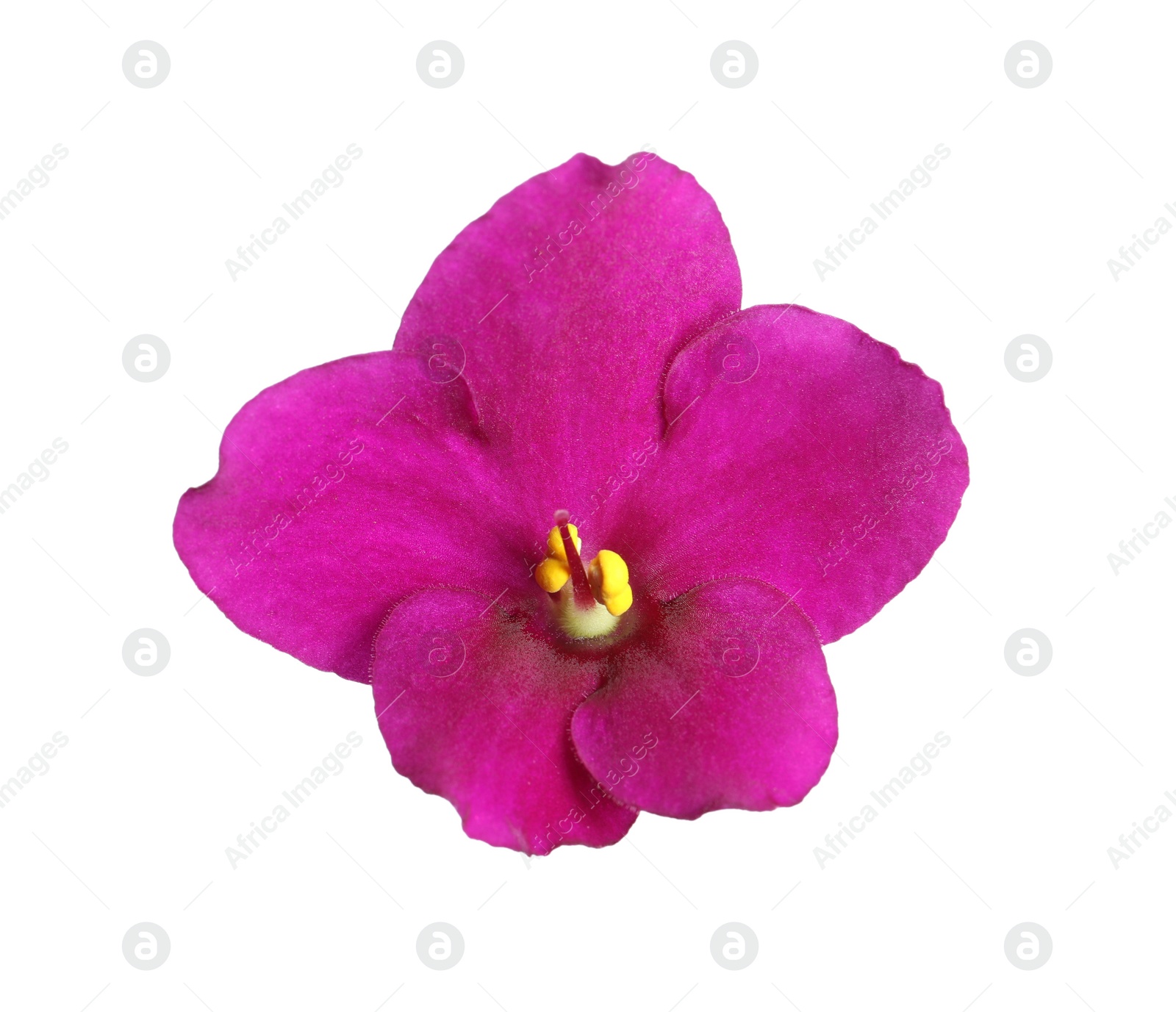 Photo of Pink flower of violet plant isolated on white