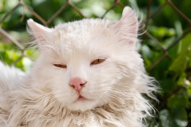 Cute fluffy cat on blurred green background, closeup