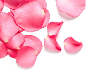 Fresh pink rose petals on white background, top view