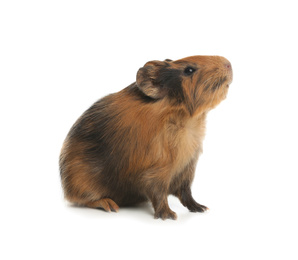 Cute funny guinea pig on white background