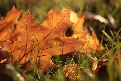Photo of Beautiful fallen leaves among green grass outdoors on sunny autumn day, closeup