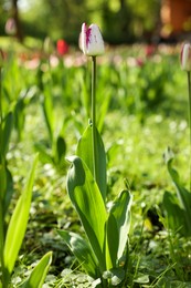 Beautiful bright tulip growing outdoors on sunny day