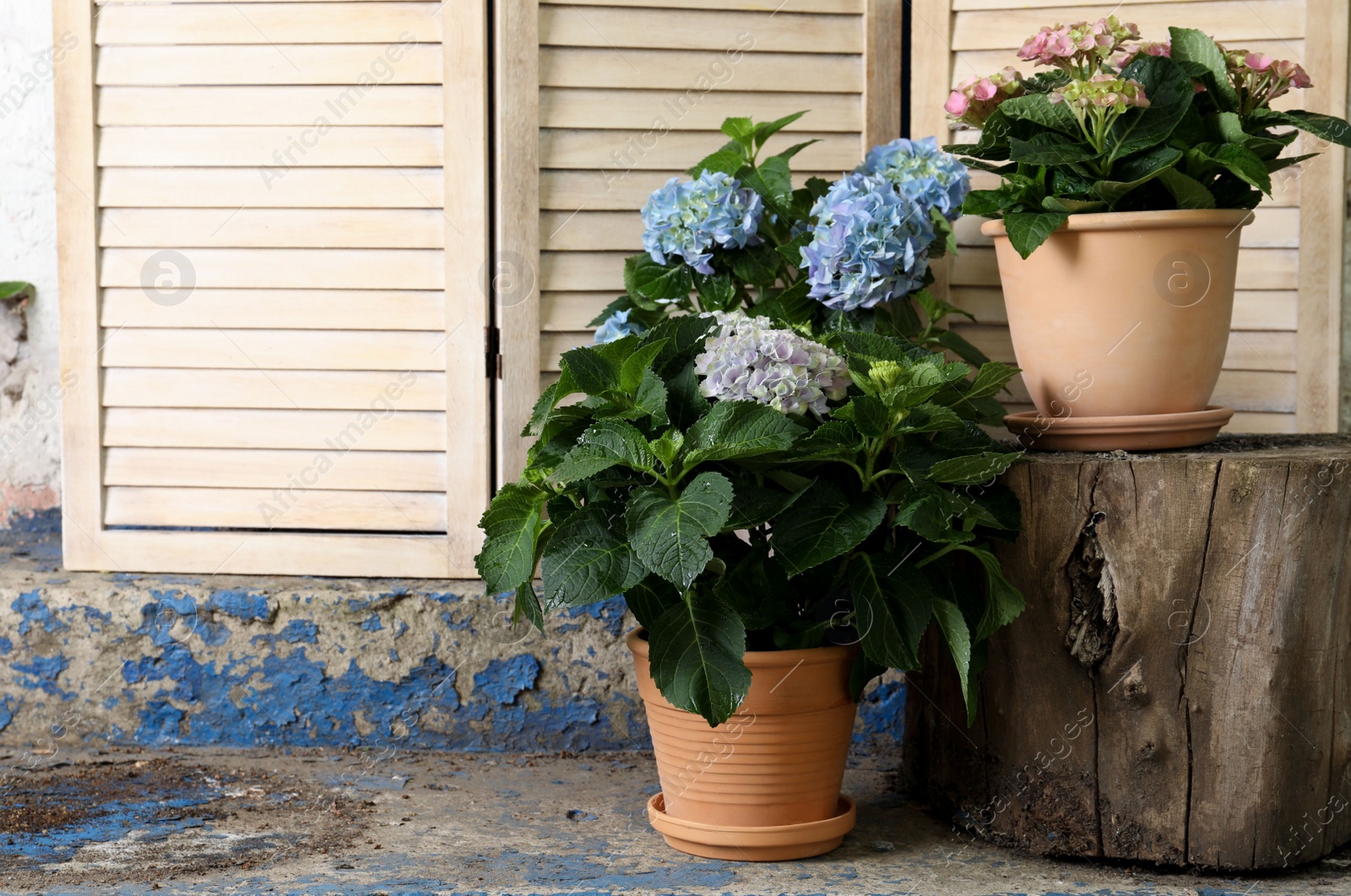 Photo of Beautiful blooming hortensia plants in pots outdoors. Space for text