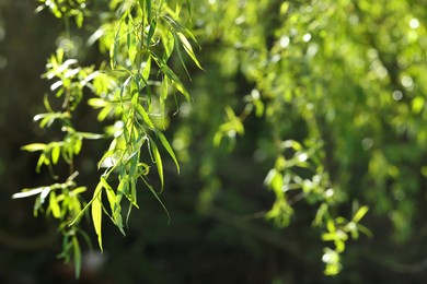 Photo of Beautiful willow tree with green leaves growing outdoors on sunny day, closeup. Space for text