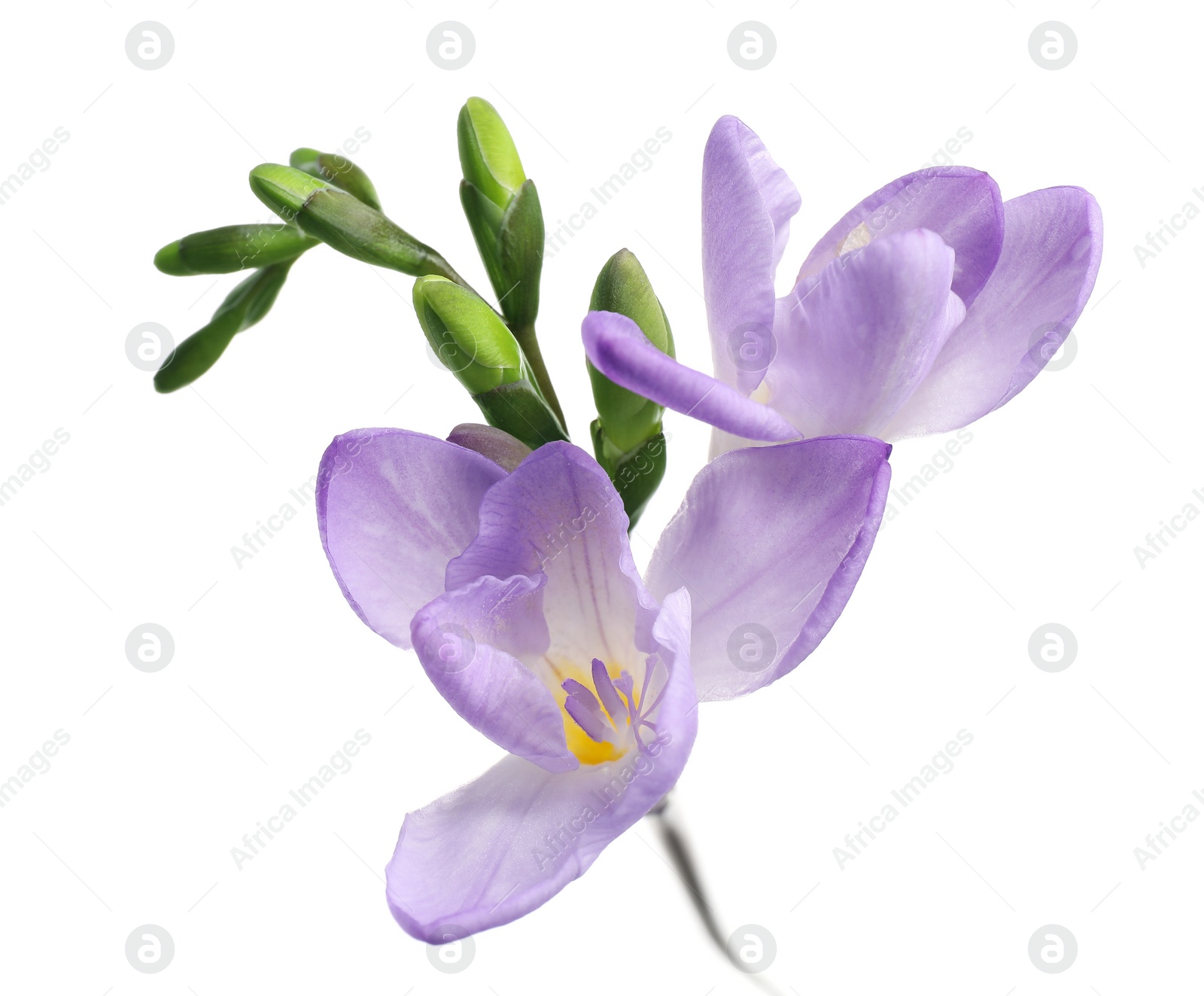 Photo of Beautiful violet freesia flower isolated on white