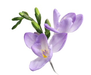 Photo of Beautiful violet freesia flower isolated on white