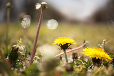 Beautiful blooming dandelion flowers outdoors, closeup view