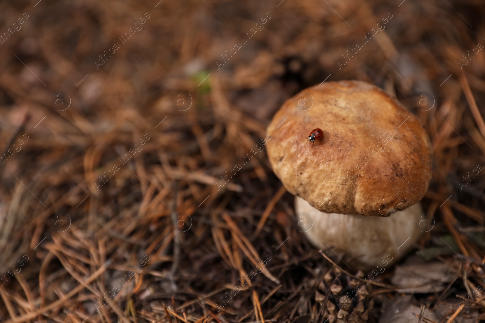 Photo of Wild mushroom growing in autumn forest. Space for text